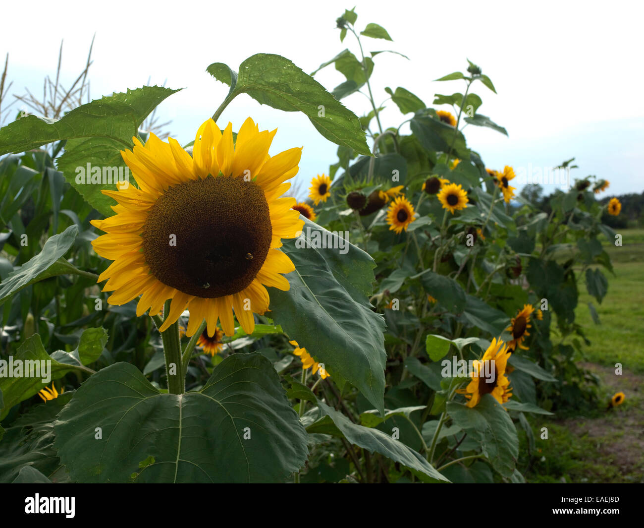 Tournesols growing in field Banque D'Images