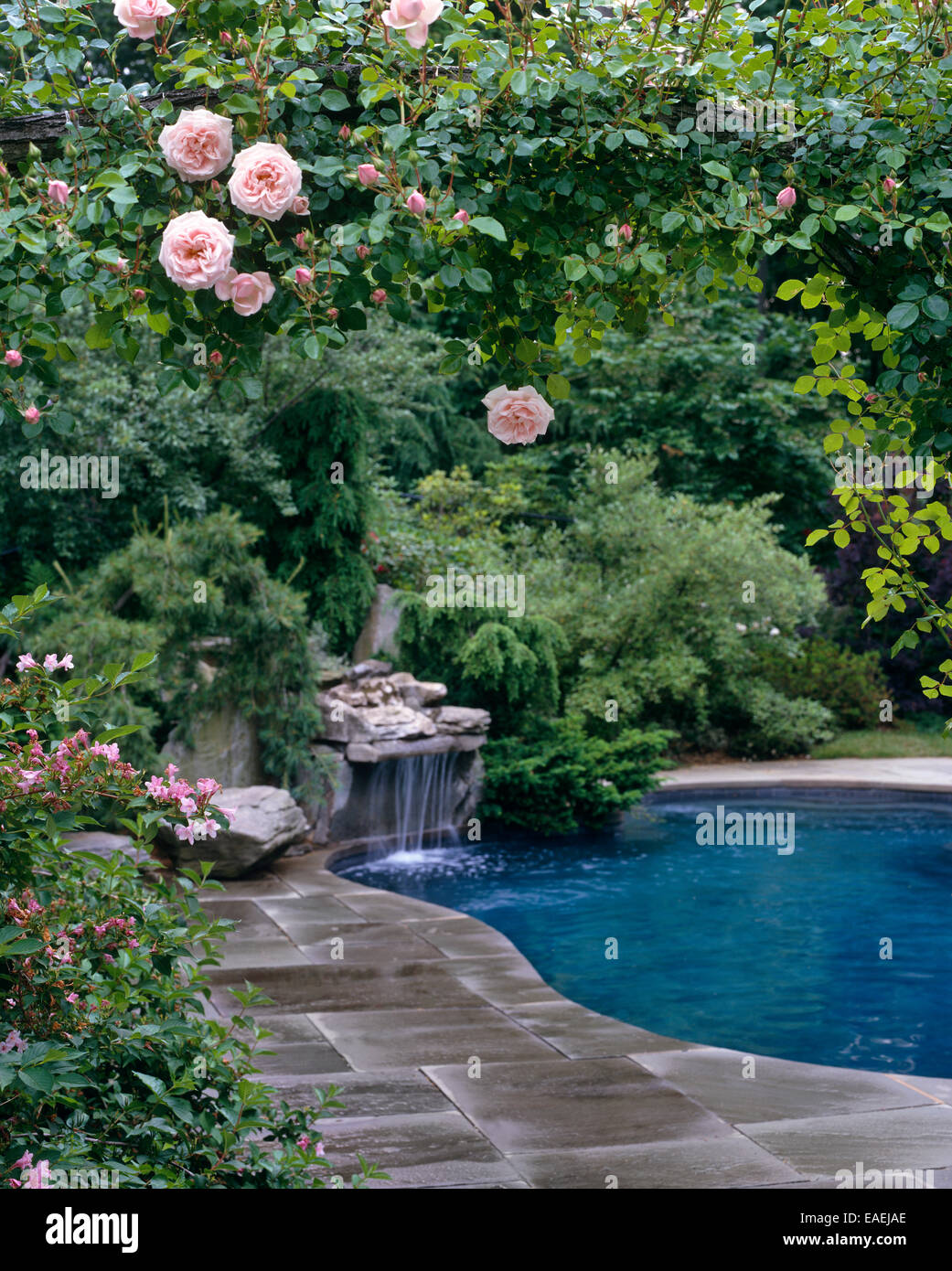 Piscine et chute d'eau, telle que perçue par les roses de jardin Banque D'Images