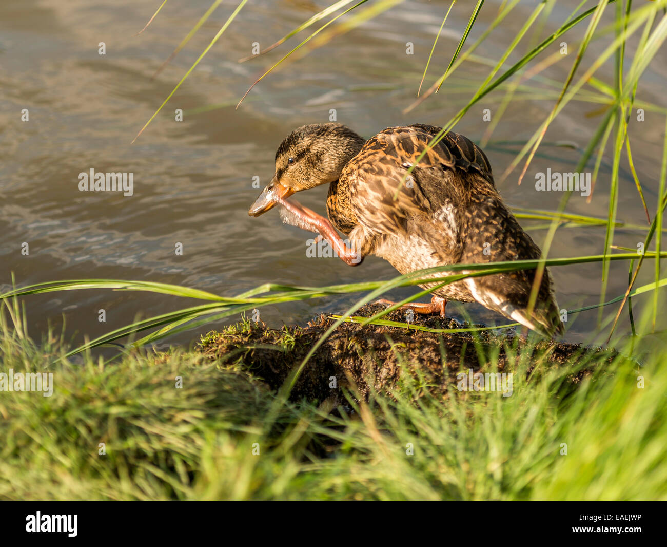 Un jeune Mallard se réfugie sur la rive du fleuve pour assister à un besoin urgent des démangeaisons. Banque D'Images