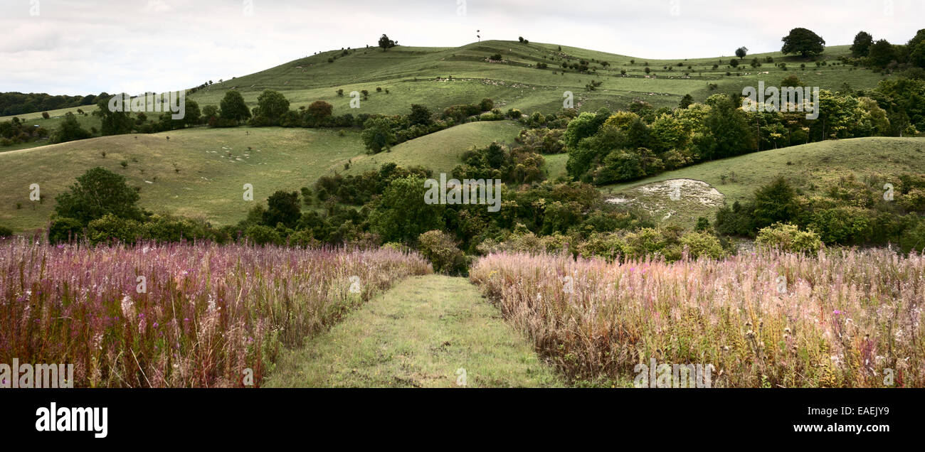 Pegsdon Hills prairie chalk Bedfordshire Banque D'Images