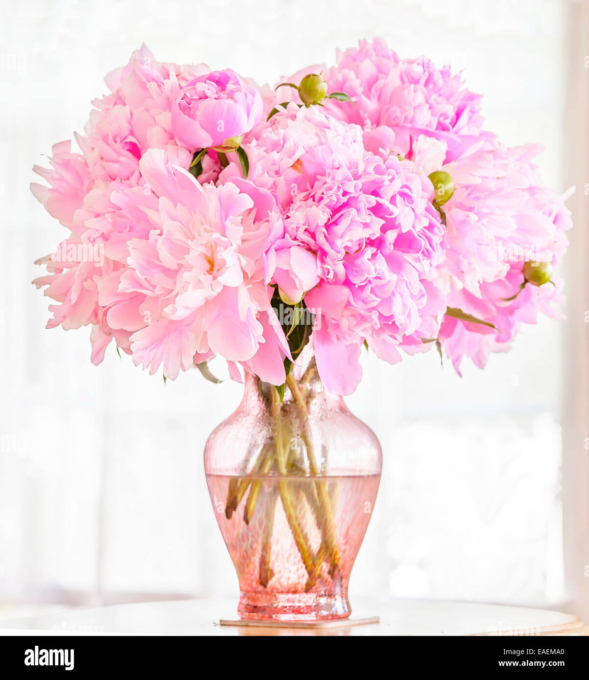 Belles pivoines rose rose dans un vase en verre en face d'une fenêtre couverte de dentelle. Banque D'Images