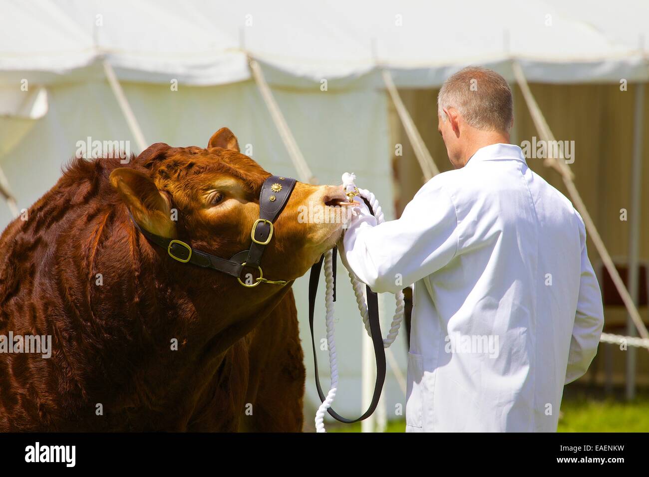 Man showing bull à Skelton Show, Cumbria, Angleterre, Royaume-Uni. Banque D'Images