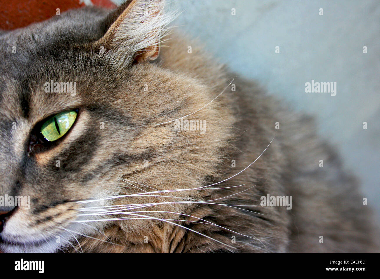 Détail d'un cat eye. Banque D'Images