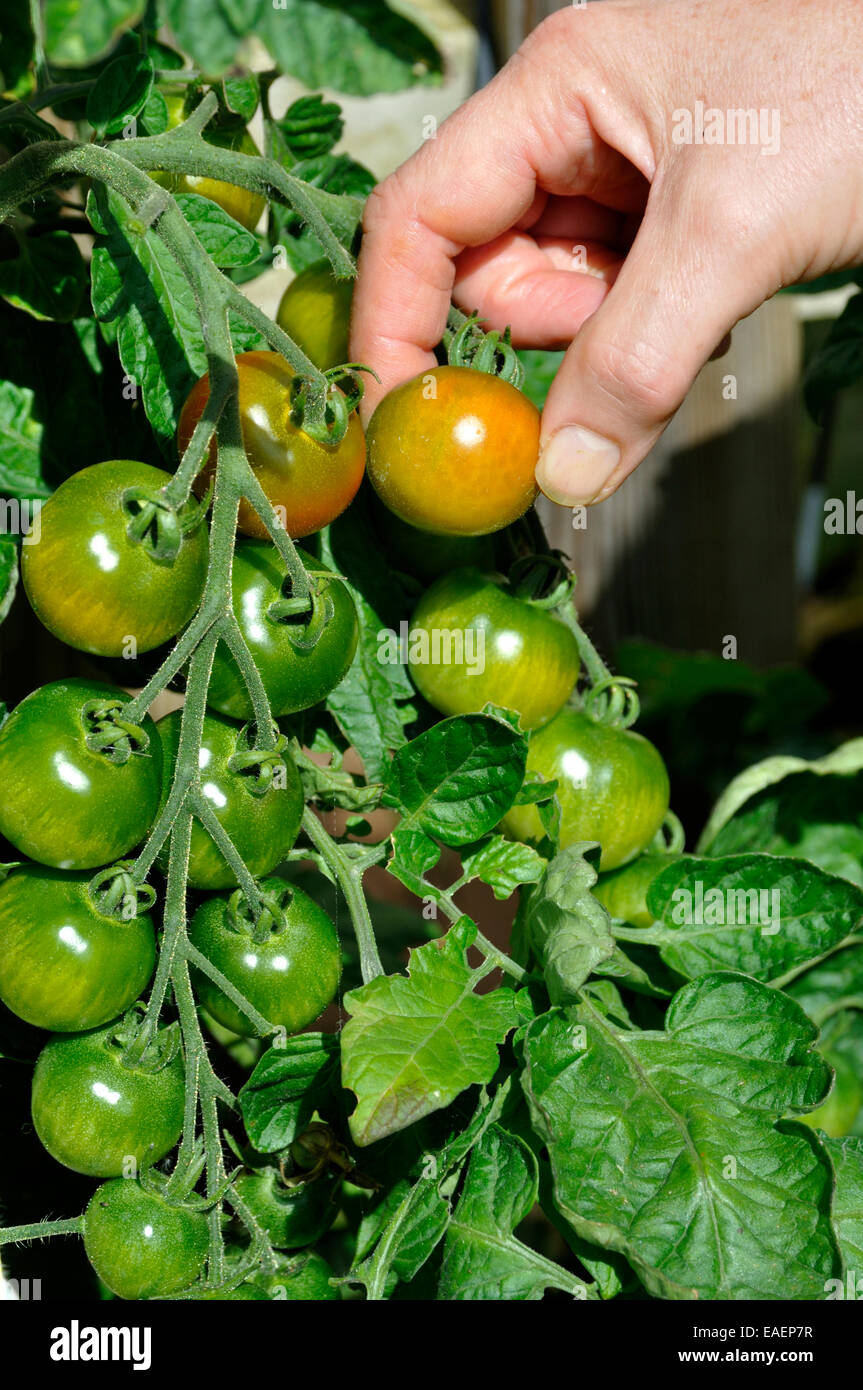 Close-up of Organic 'jardiniers Delight' tomate (Solanum lycopersicum) est préparée à partir de la vigne Banque D'Images