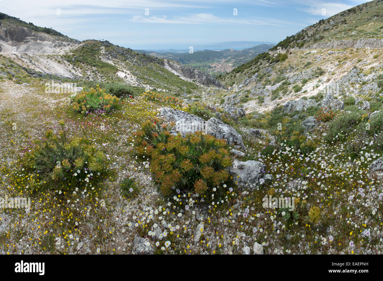 Les fleurs sauvages sur le flanc du Mont Ainos, Céphalonie. Et Valsamata Argostoli dans la distance Banque D'Images