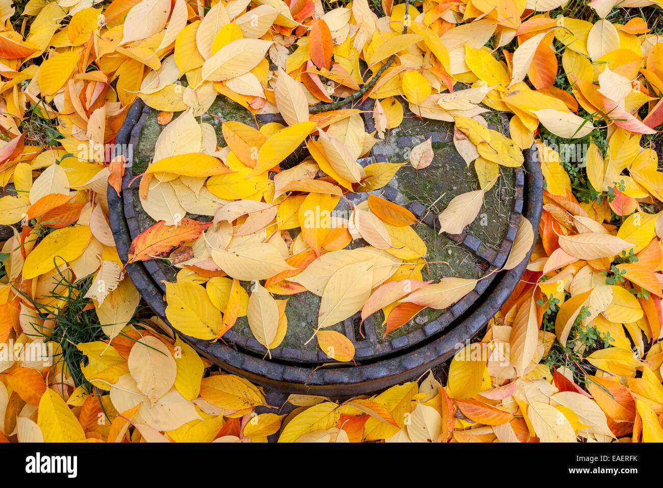 Feuilles d'automne tombées sur le sol, sur un trou d'homme couvercle Banque D'Images