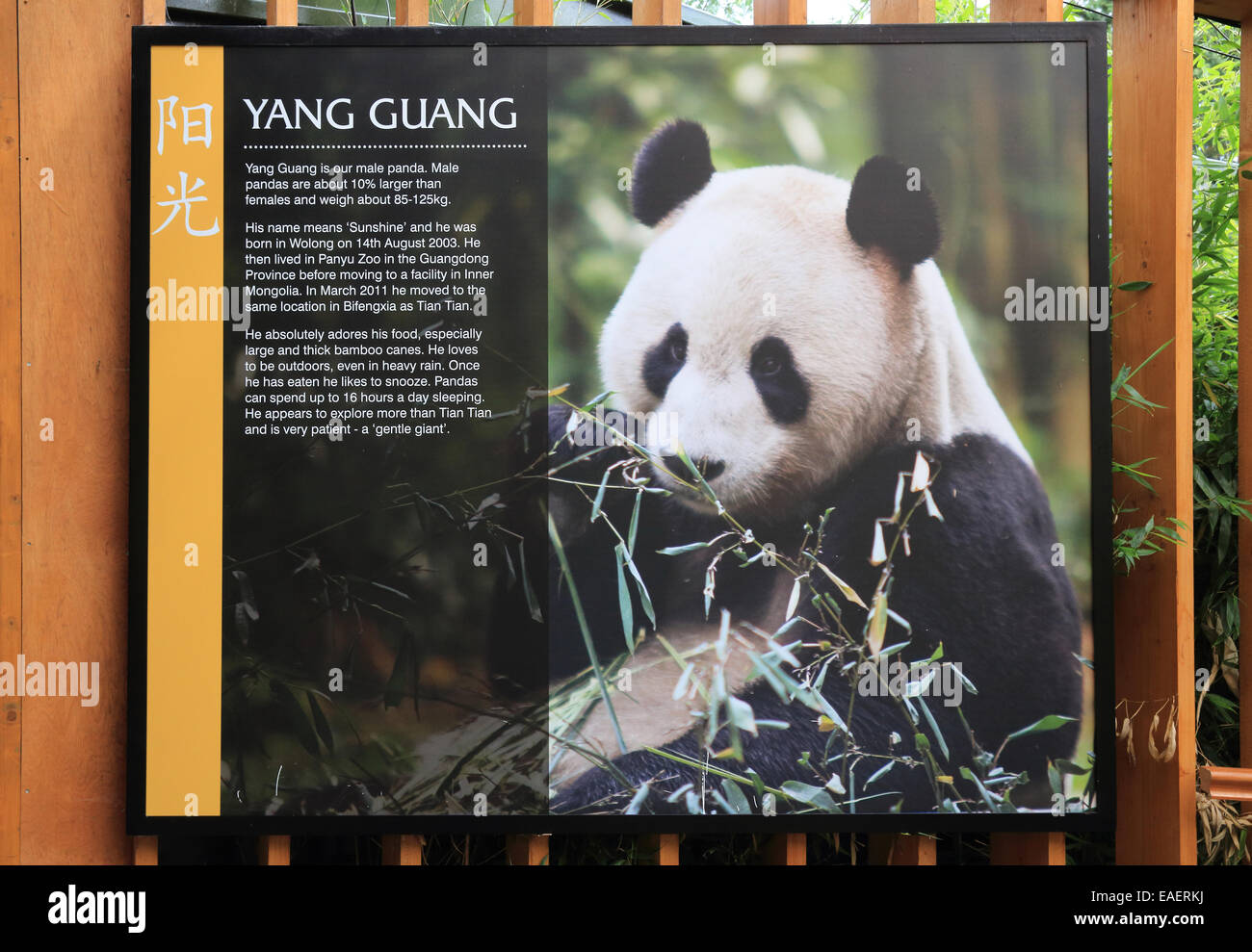 Les panneaux pour les pandas géants dans le Zoo d'Edinburgh, Ecosse, Royaume-Uni Banque D'Images