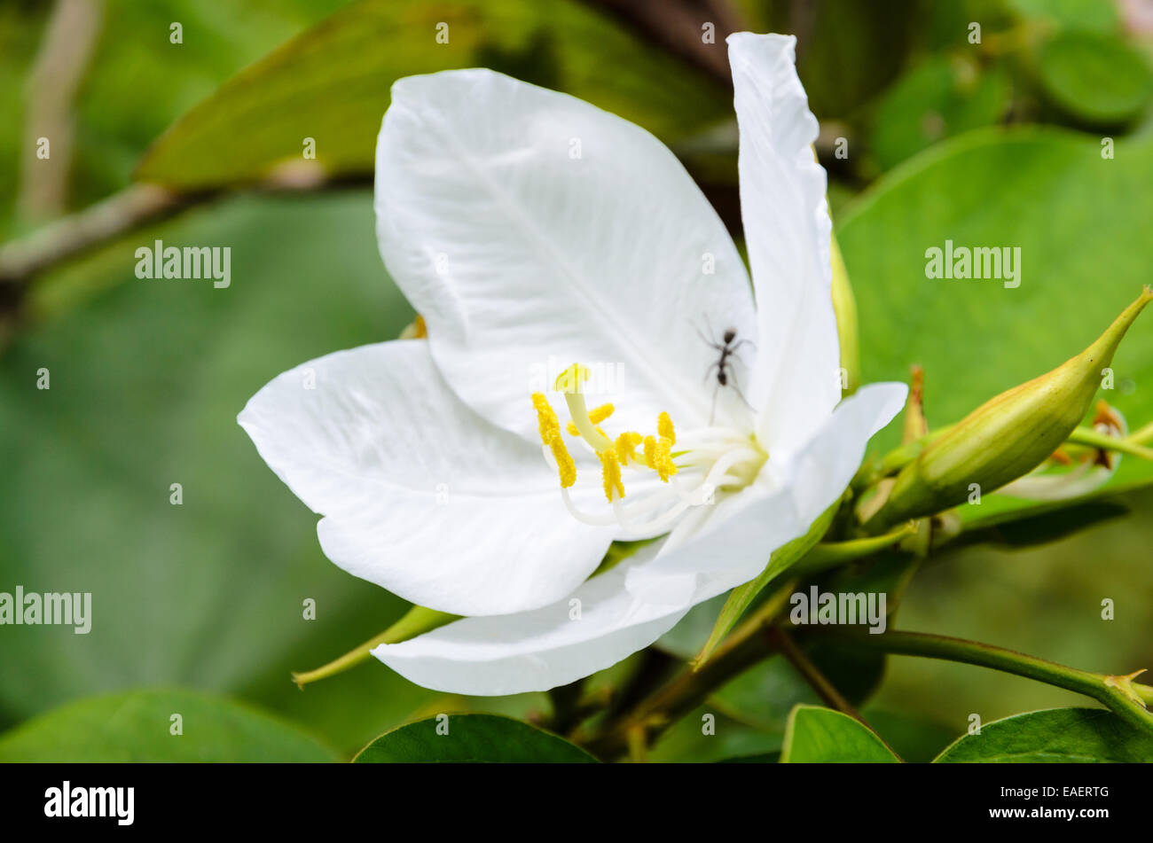 Orchidée, Fleur de neige ( Bauhinia acuminata ) est une espèce d'arbuste à fleurs originaire d'Asie du sud-est tropical, la Thaïlande Banque D'Images