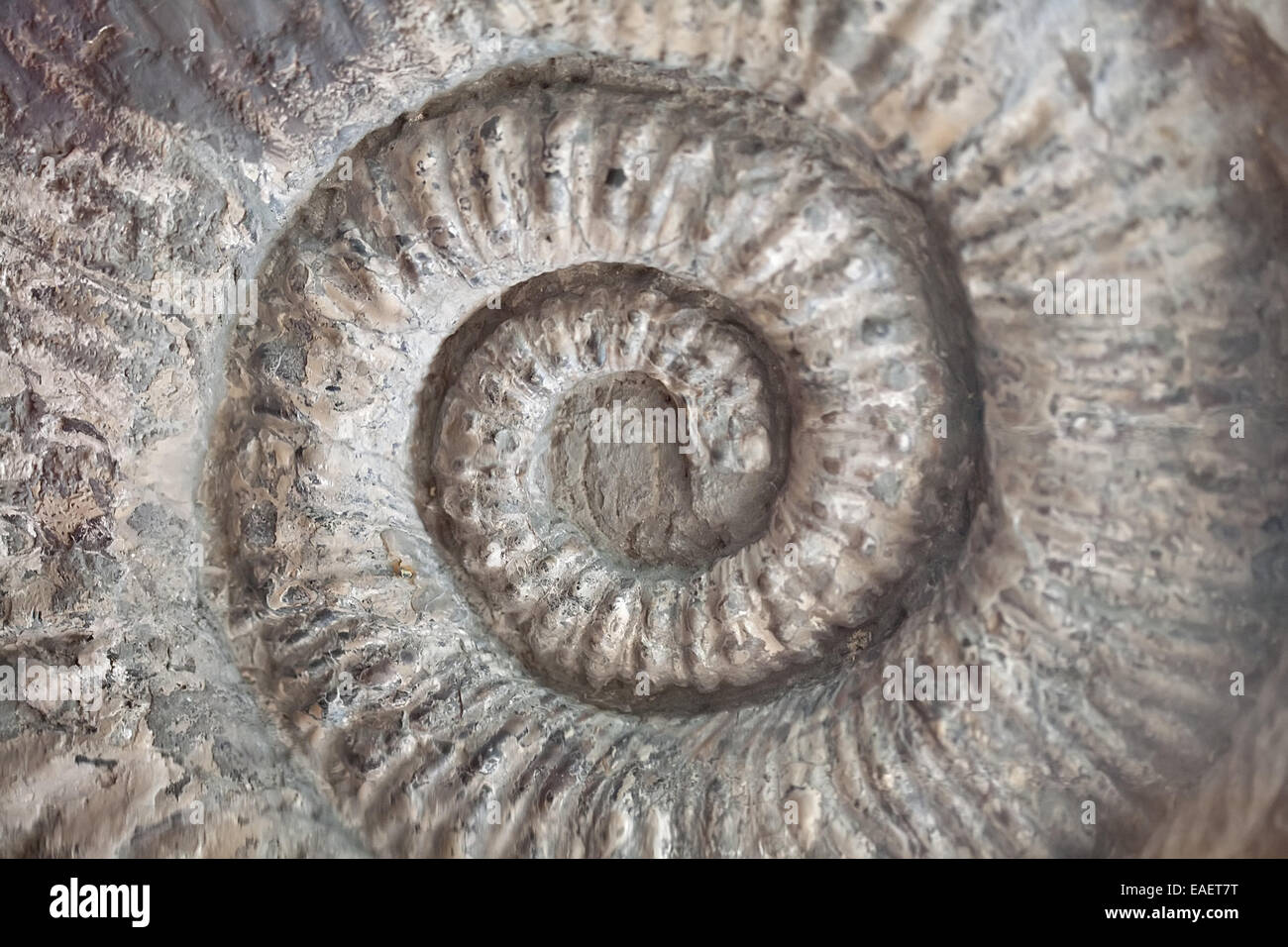 Motif texture spirale coquille fossile calcaire gros plan Banque D'Images