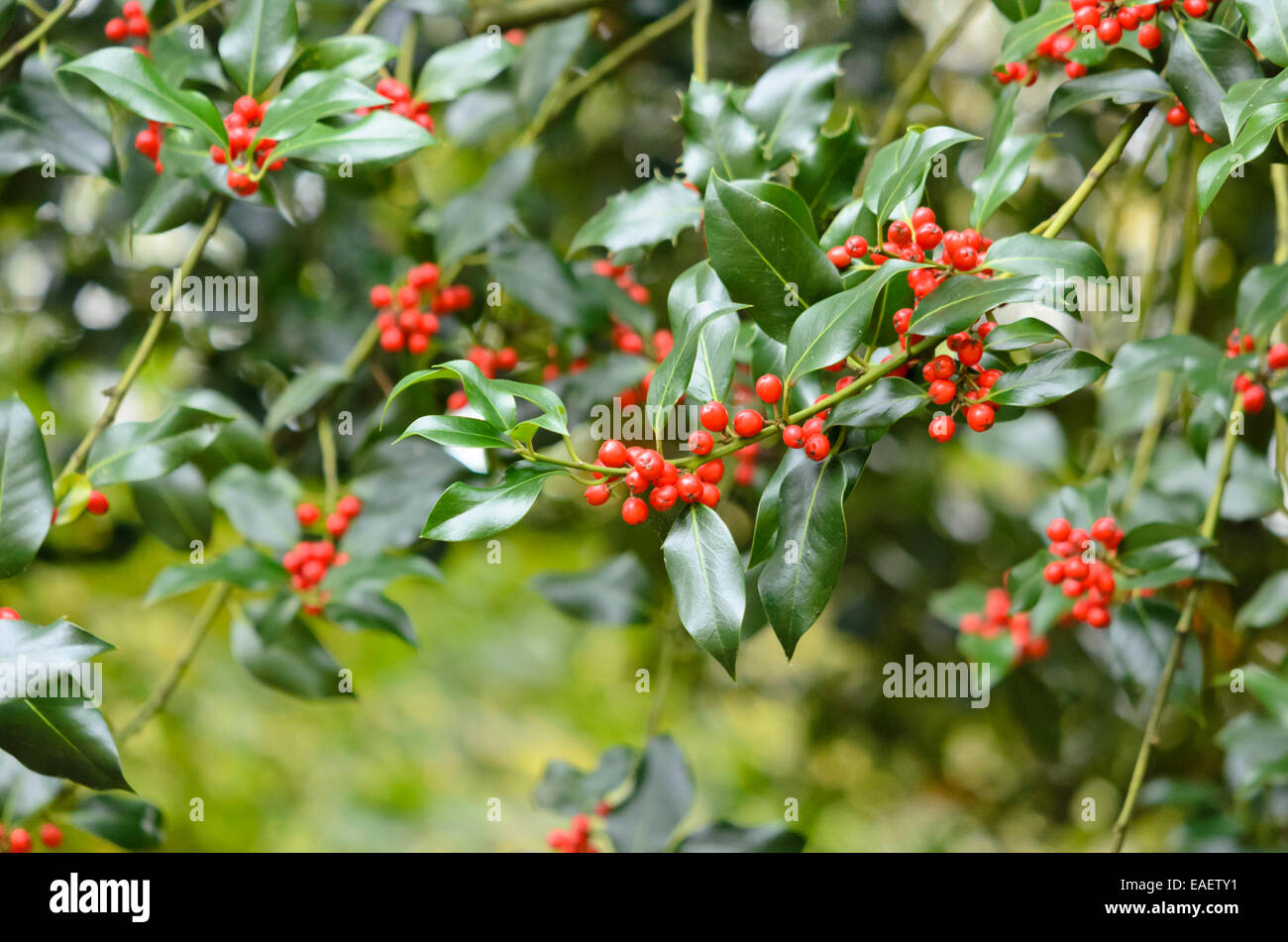 Le houx commun (Ilex aquifolium) Banque D'Images