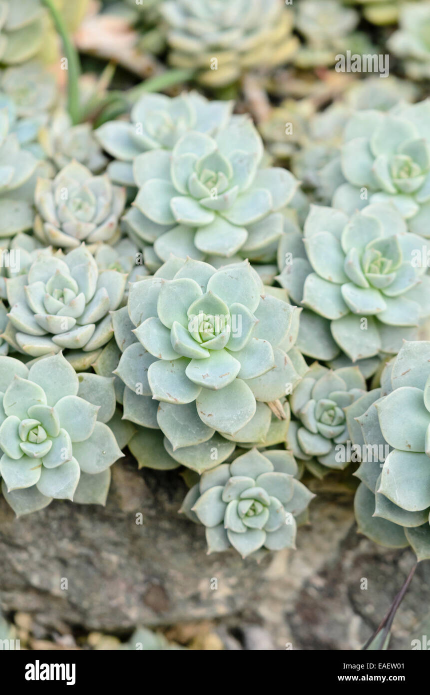 Echeveria derenbergii (belle dame) Banque D'Images