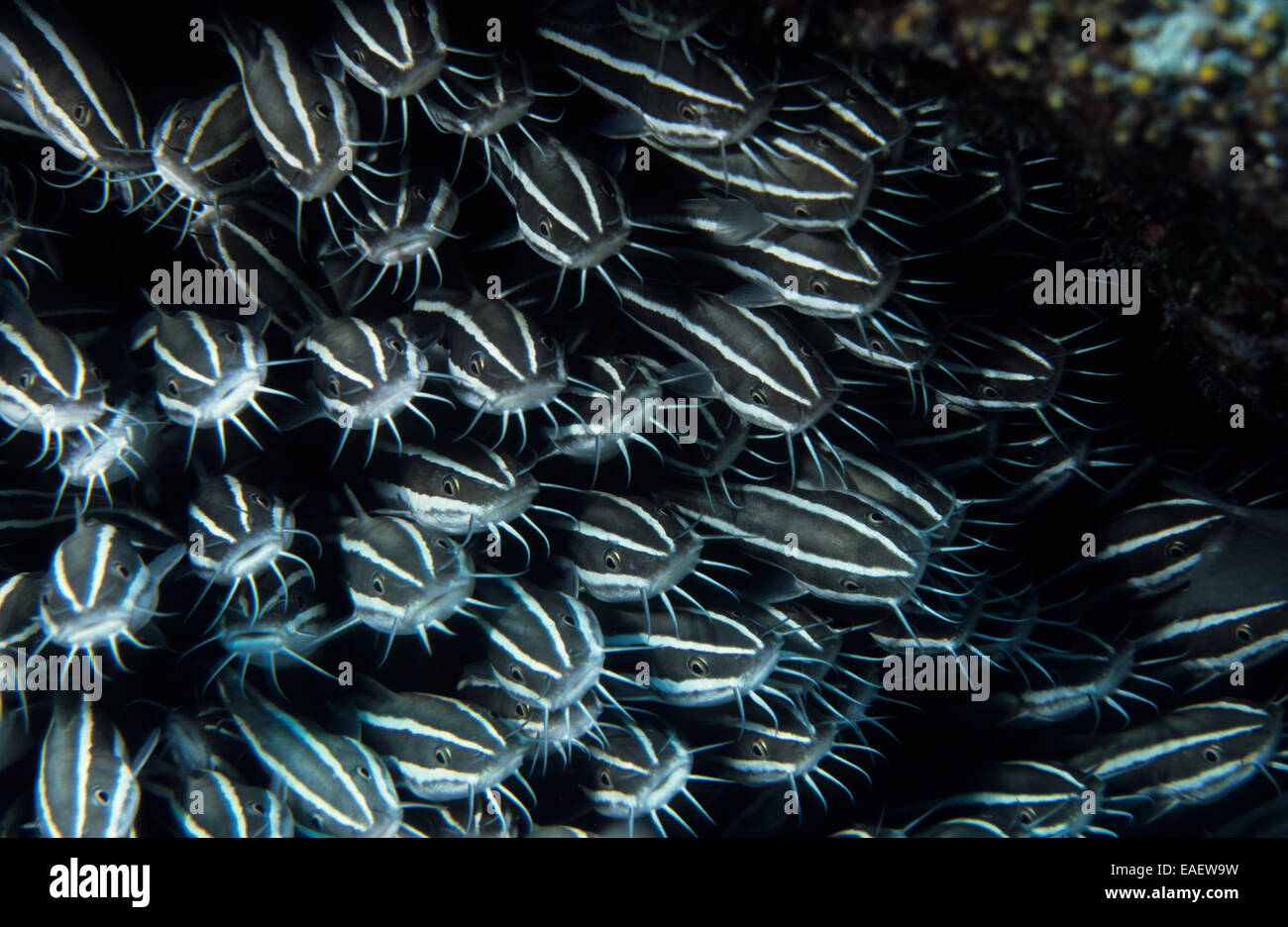 Anguilles de poisson-chat Banque D'Images