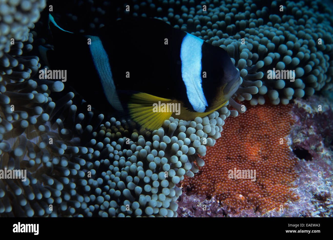 Poissons Clowns avec des oeufs Banque D'Images