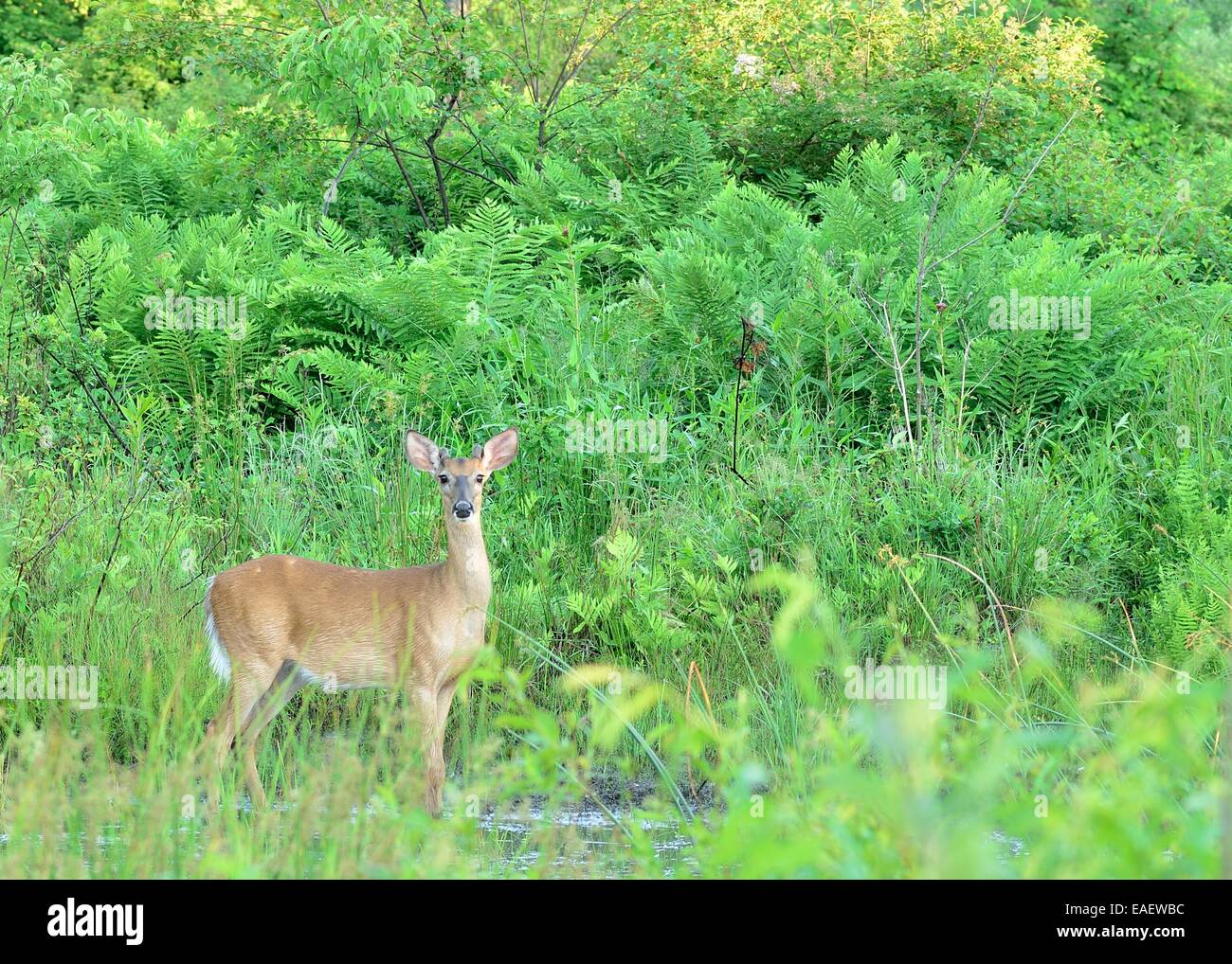 Bouton Cerf Buck lits vers le bas à l'orée d'un bois. Banque D'Images