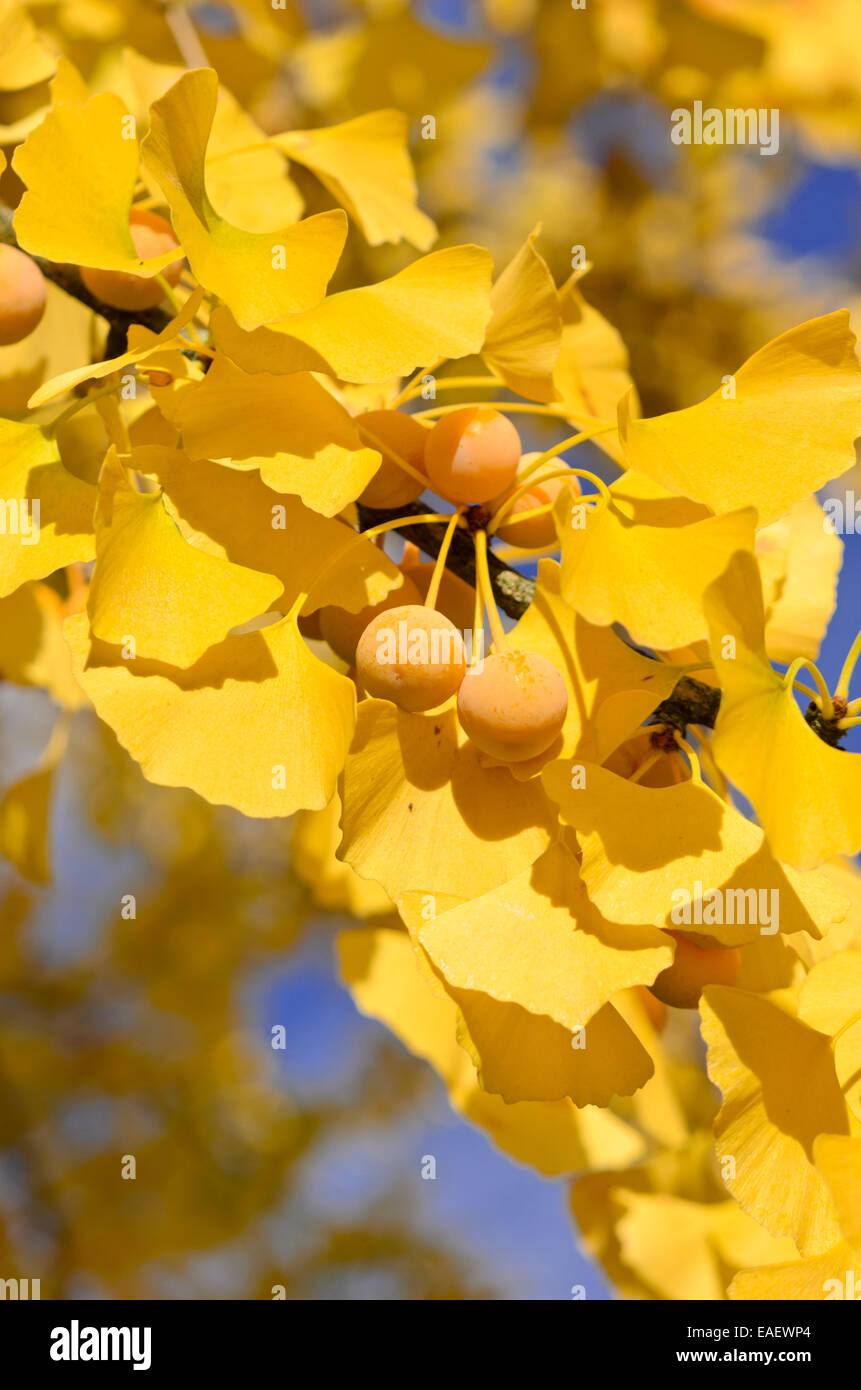 Le ginkgo (ginkgo biloba) Banque D'Images
