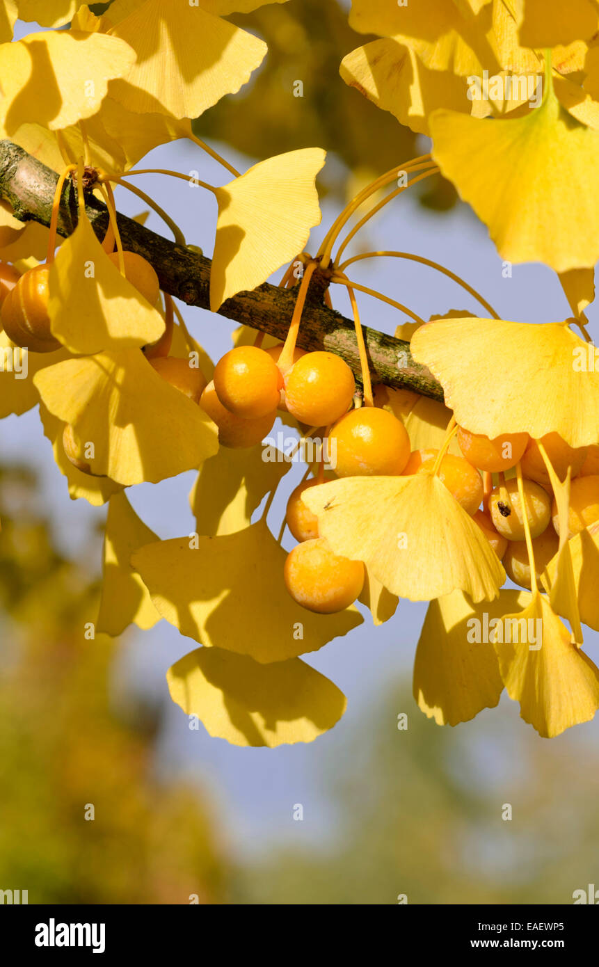 Le ginkgo (ginkgo biloba) Banque D'Images