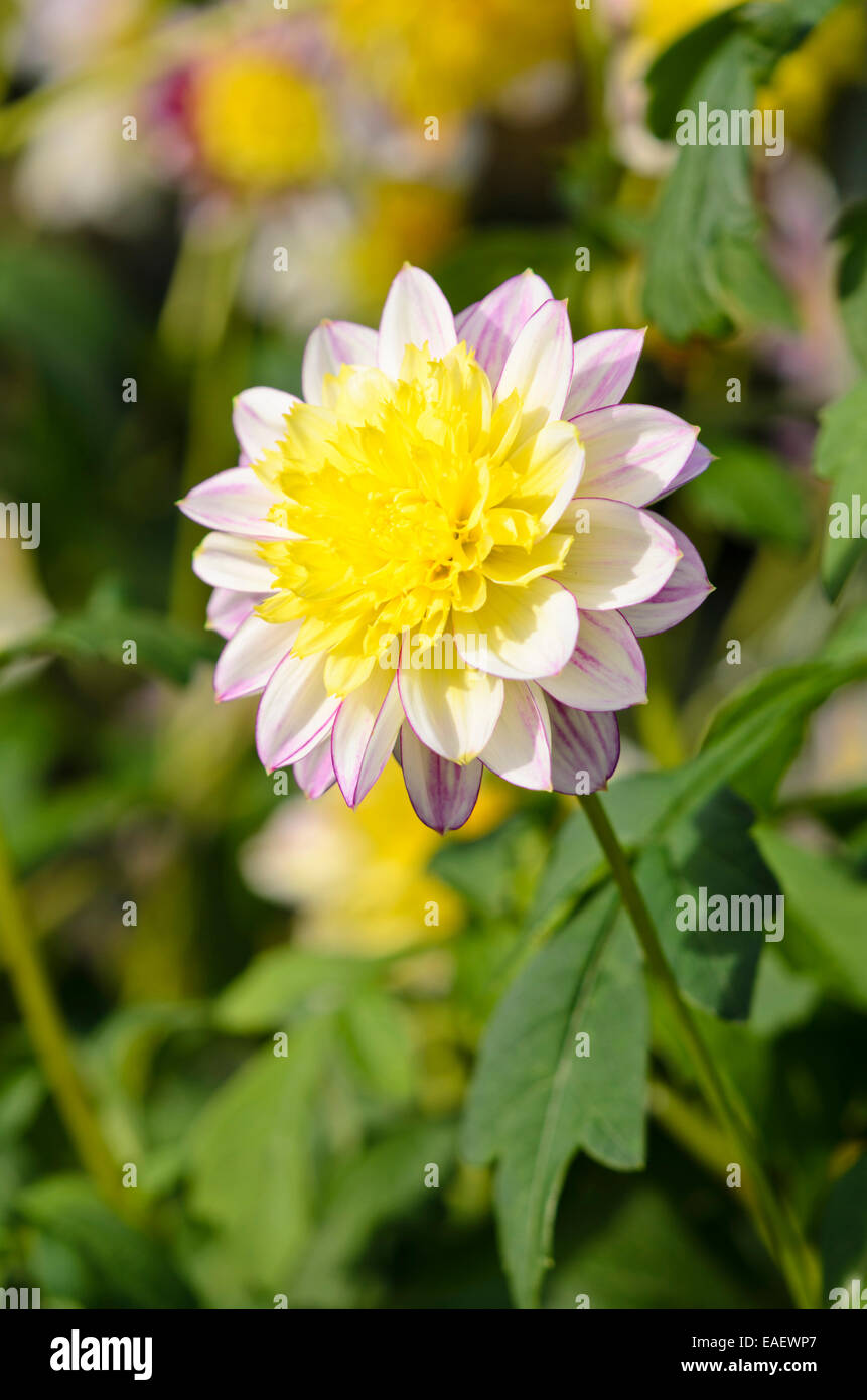 Anemone fleur dahlia (Dahlia boogie woogie) Banque D'Images