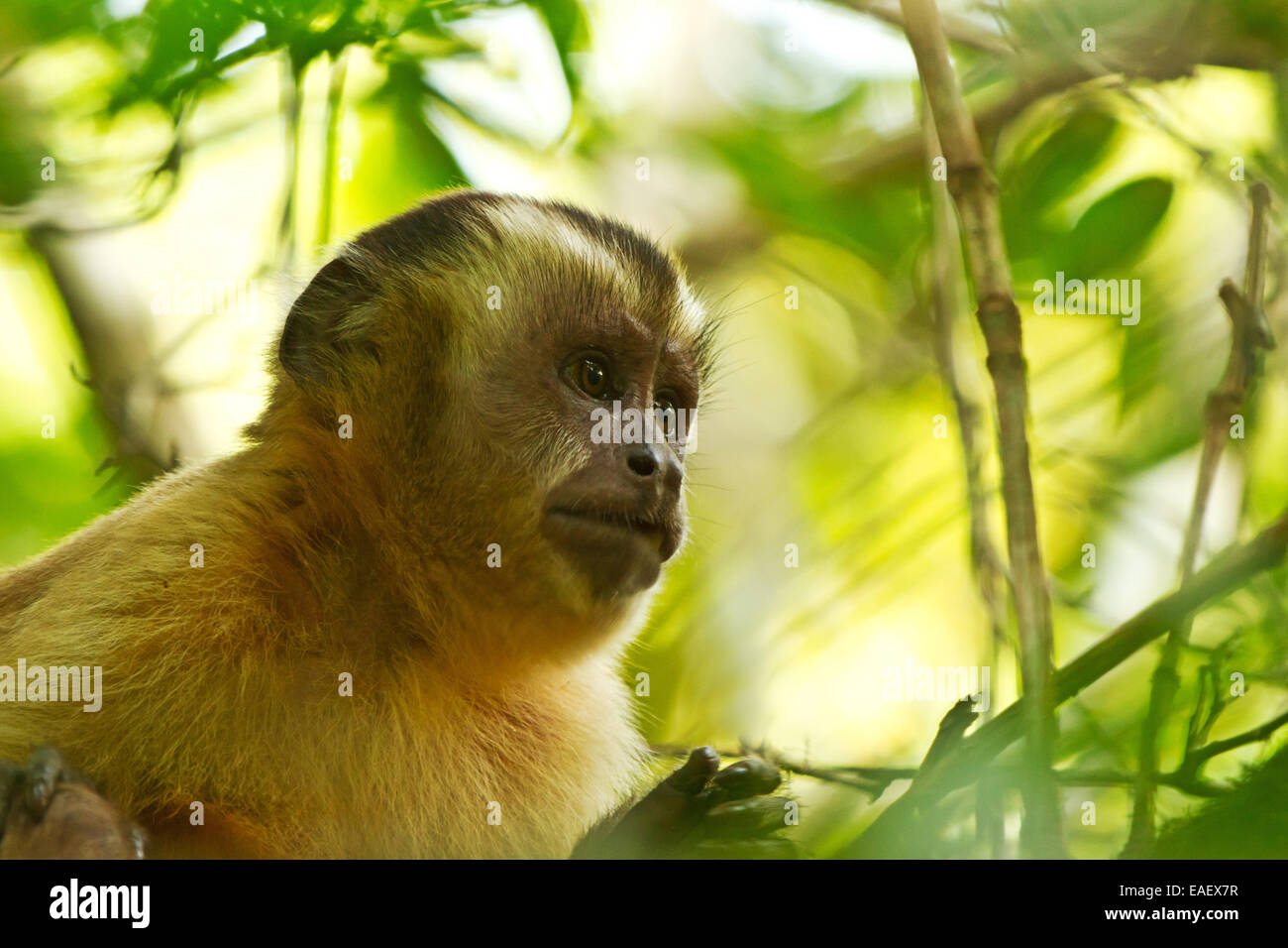 Tête d'un singe capucin dans les zones humides du Pantanal au Brésil Banque D'Images