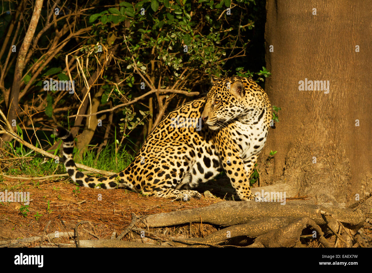 Jaguar (Panthera onca) assis dans le soleil du soir dans les zones humides du Pantanal au Brésil. Banque D'Images