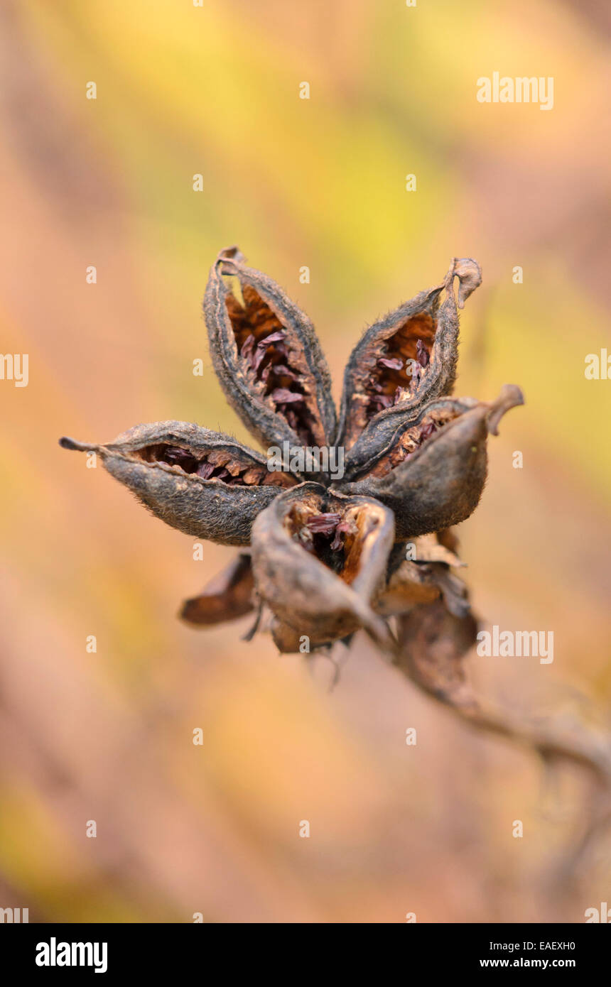 Pivoine blanche (paeonia lactiflora) Banque D'Images