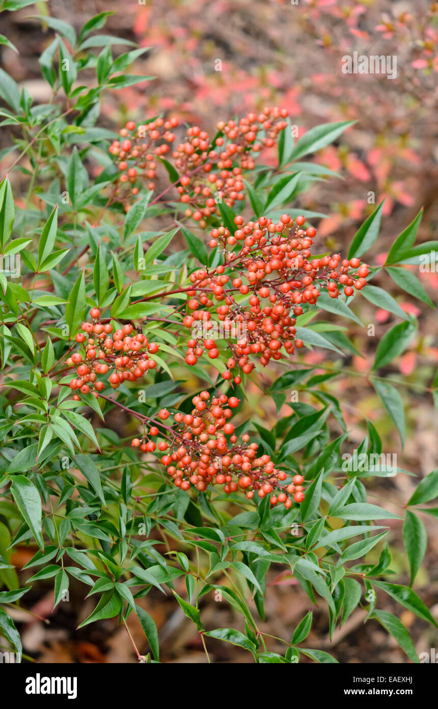 La Nandina domestica (bambou sacré) Banque D'Images