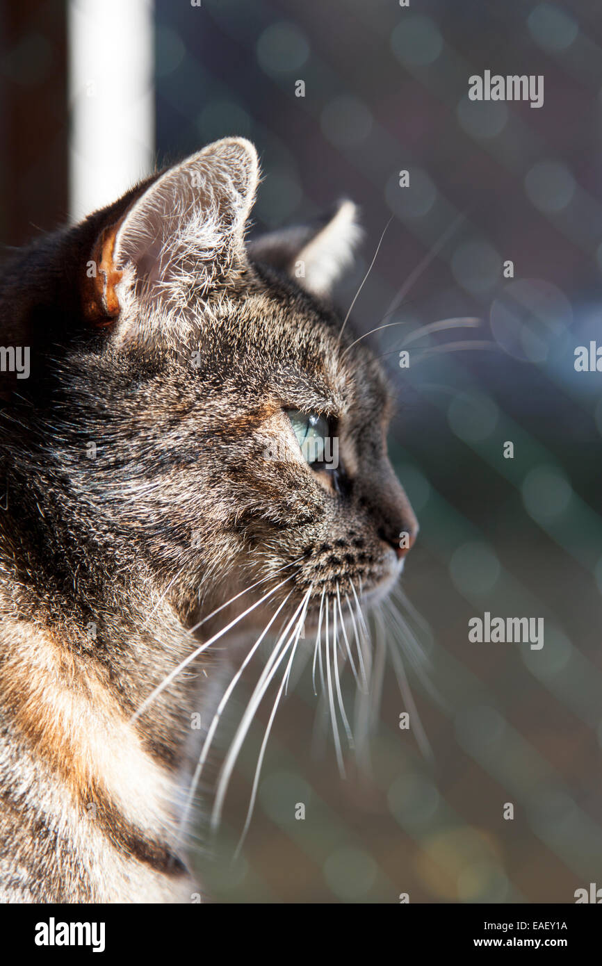 Chat regardant par une clôture dans un abri de chat, de Poezenboot chat refuge sur un bateau, Amsterdam, Pays-Bas Banque D'Images