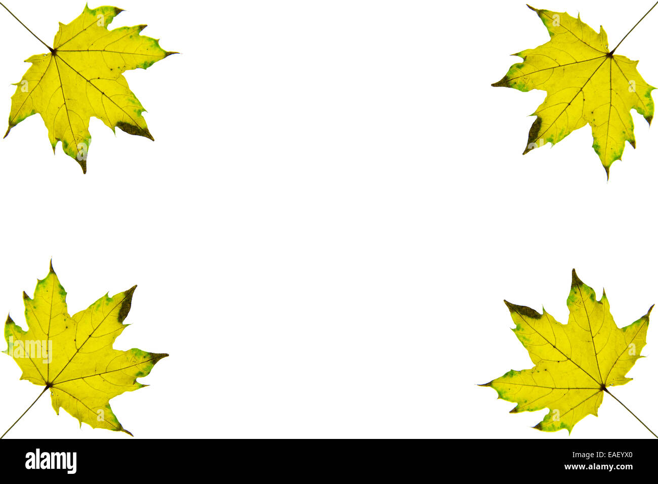 Châssis de base de feuilles d'automne jaune isolé sur les coins Banque D'Images