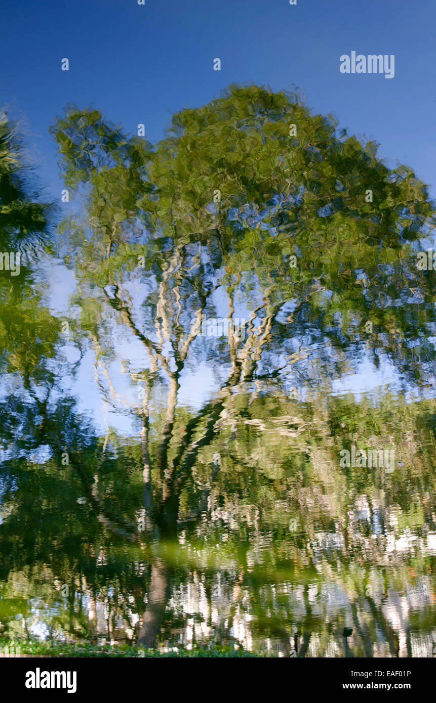 Reflet de l'arbre : un chêne reflet dans un étang crée une image qui ressemble à une aquarelle. Banque D'Images