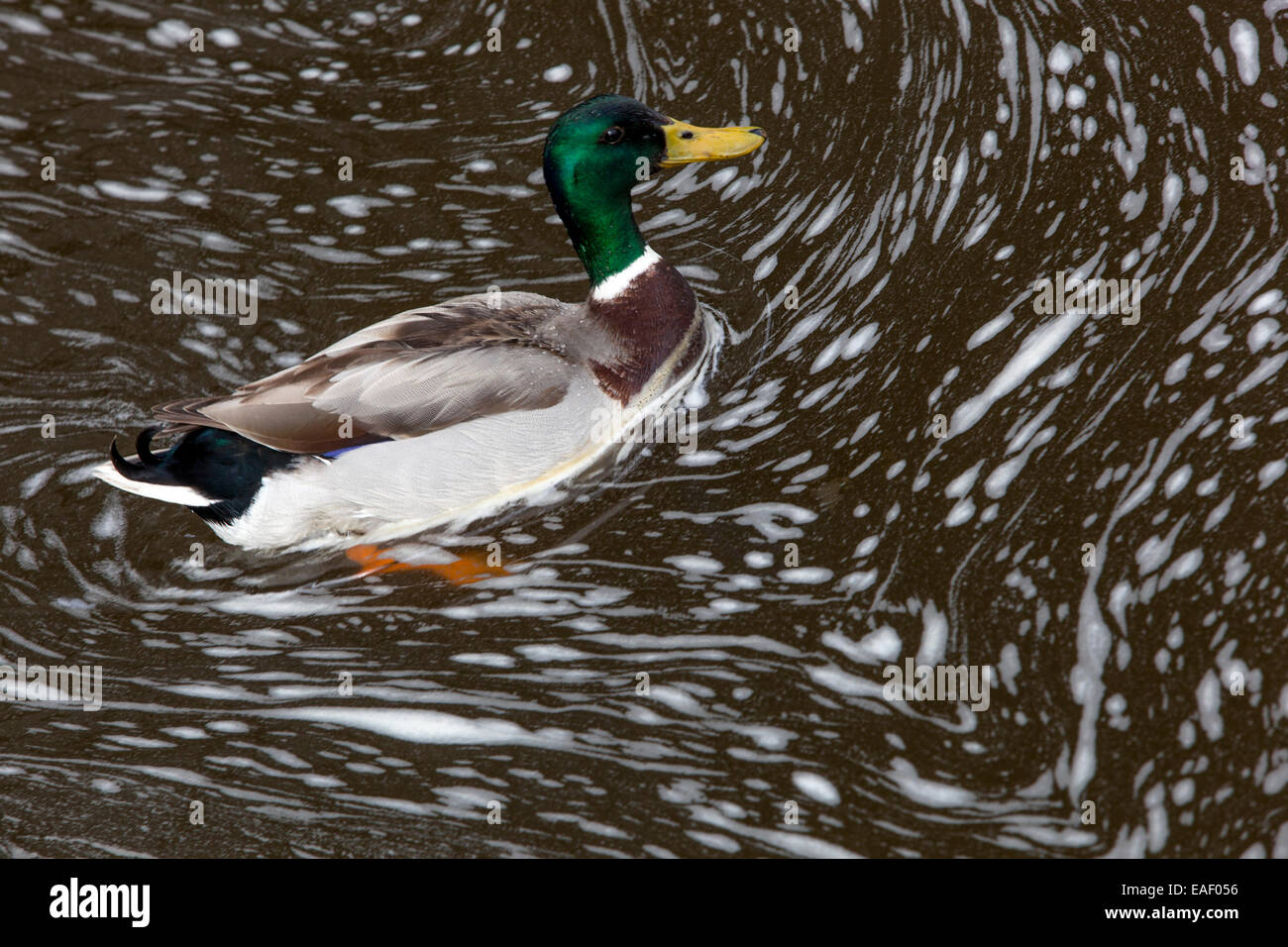 Canard colvert dans la rivière bouillonnante, une rivière polluée animal pollution Banque D'Images