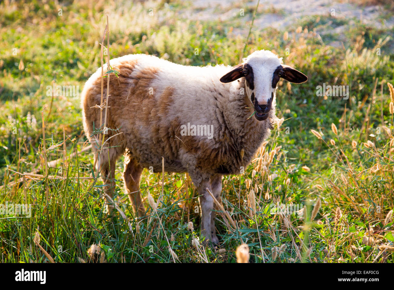 Mouton unique looking at camera dans green field Banque D'Images