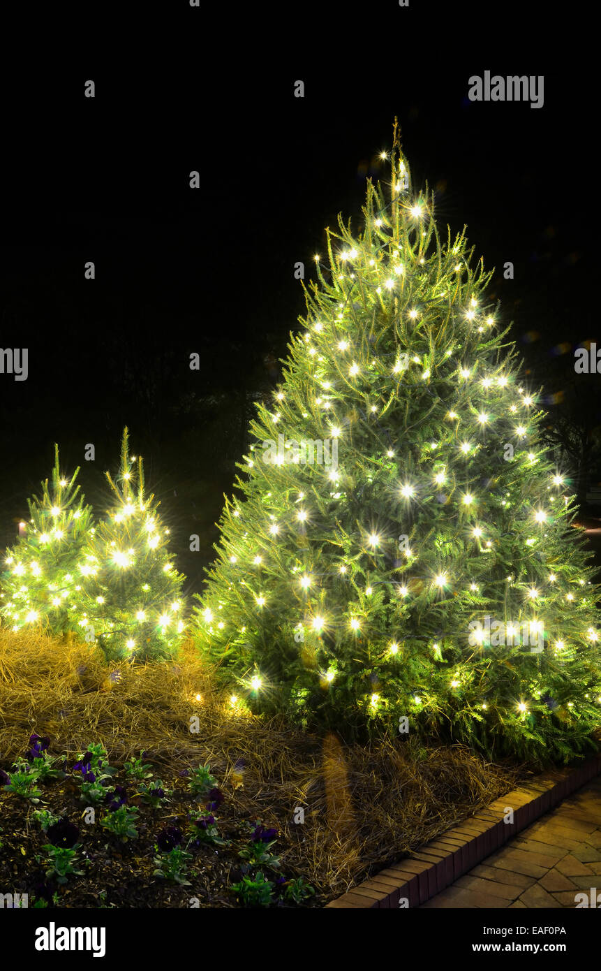 Les arbres de Noël en plein air ont été décorées avec des lumières blanches et tourné contre un ciel noir brillant. Banque D'Images