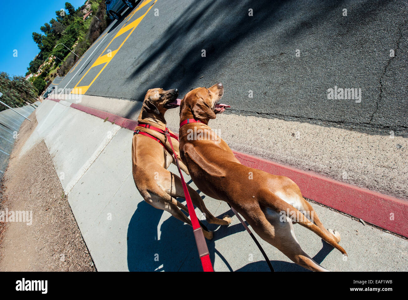 Deux chiens en promenade dans une banlieue résidentielle de San Diego sur une journée ensoleillée, California, USA Banque D'Images