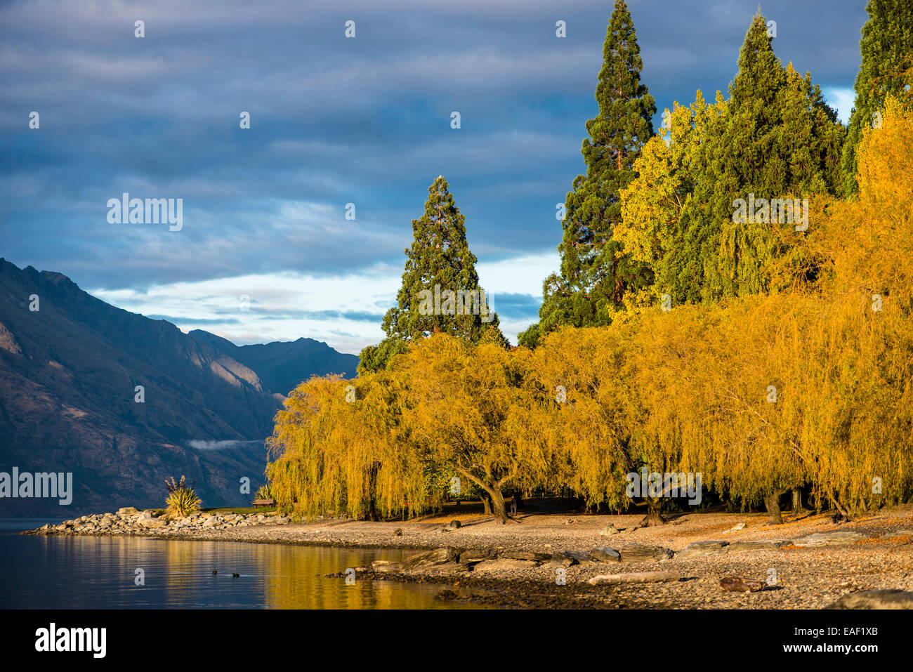 Les feuilles d'automne au lac Wakatipu, Queenstown, NZ Banque D'Images