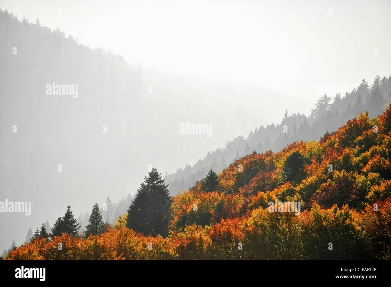 Paysage avec une forêt de feuillus à l'automne à l'heure d'or Banque D'Images