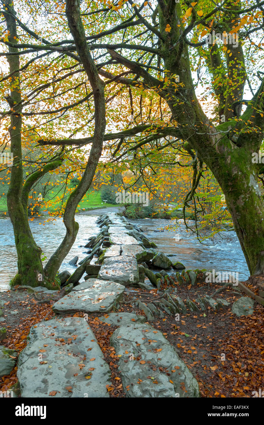 Tarr comme suit la fin de l'automne sur un après-midi avec quelques feuilles restant sur le hêtres Banque D'Images