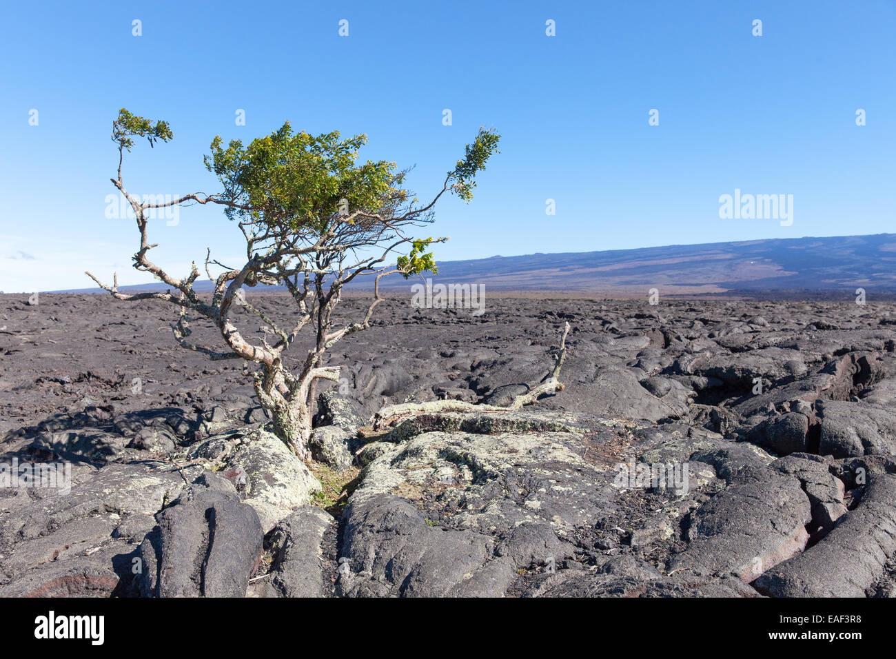 Champ de lave sur Saddle Road, Big Island Hawaii Banque D'Images