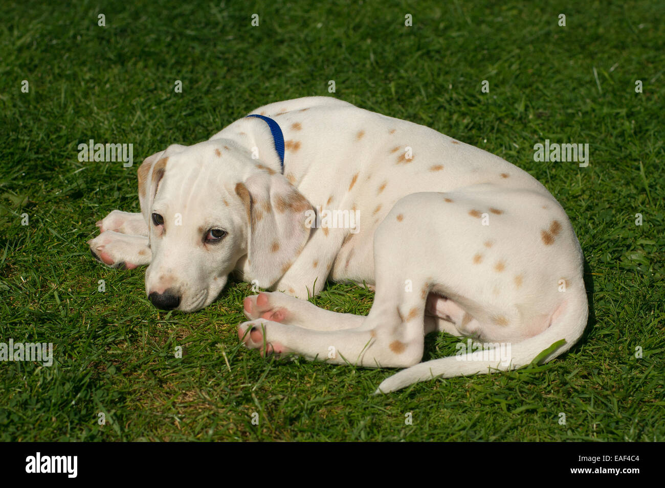Dalmatien A Taches Brunes Banque D Image Et Photos Alamy