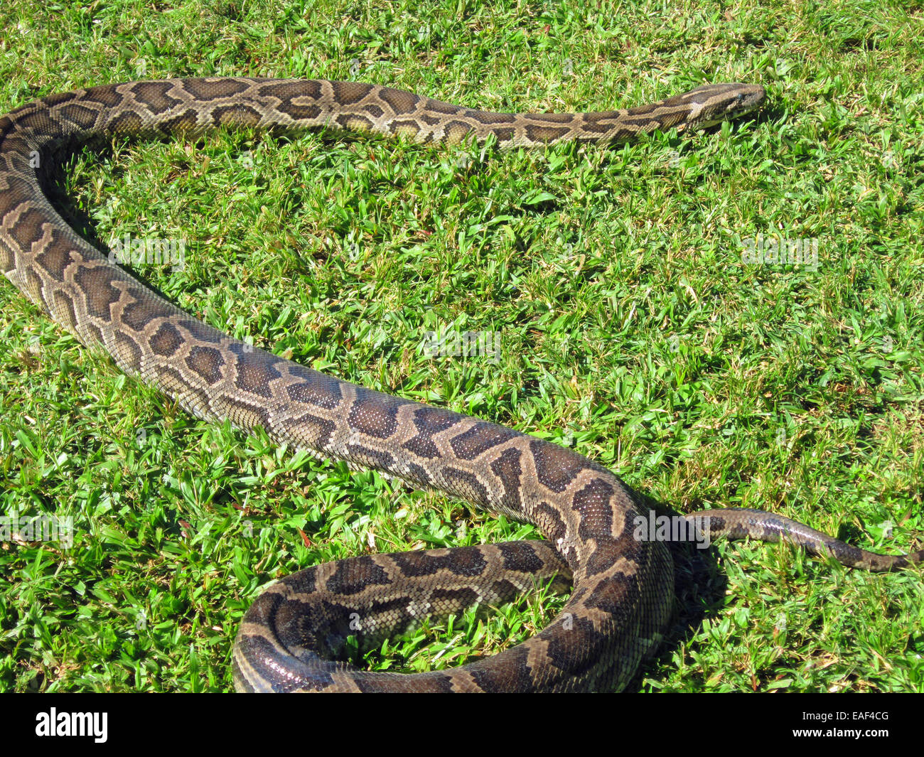 Grand serpent en python Banque de photographies et d’images à haute ...