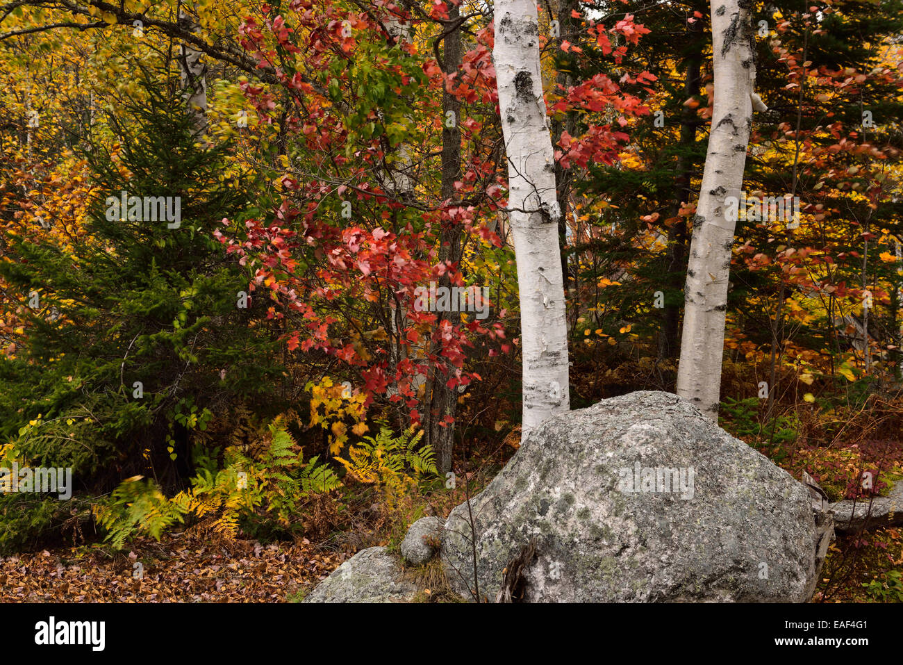 Bouleau, érable et chêne arbres avec rock à l'automne au Ranch Seyon State Park New York USA Banque D'Images