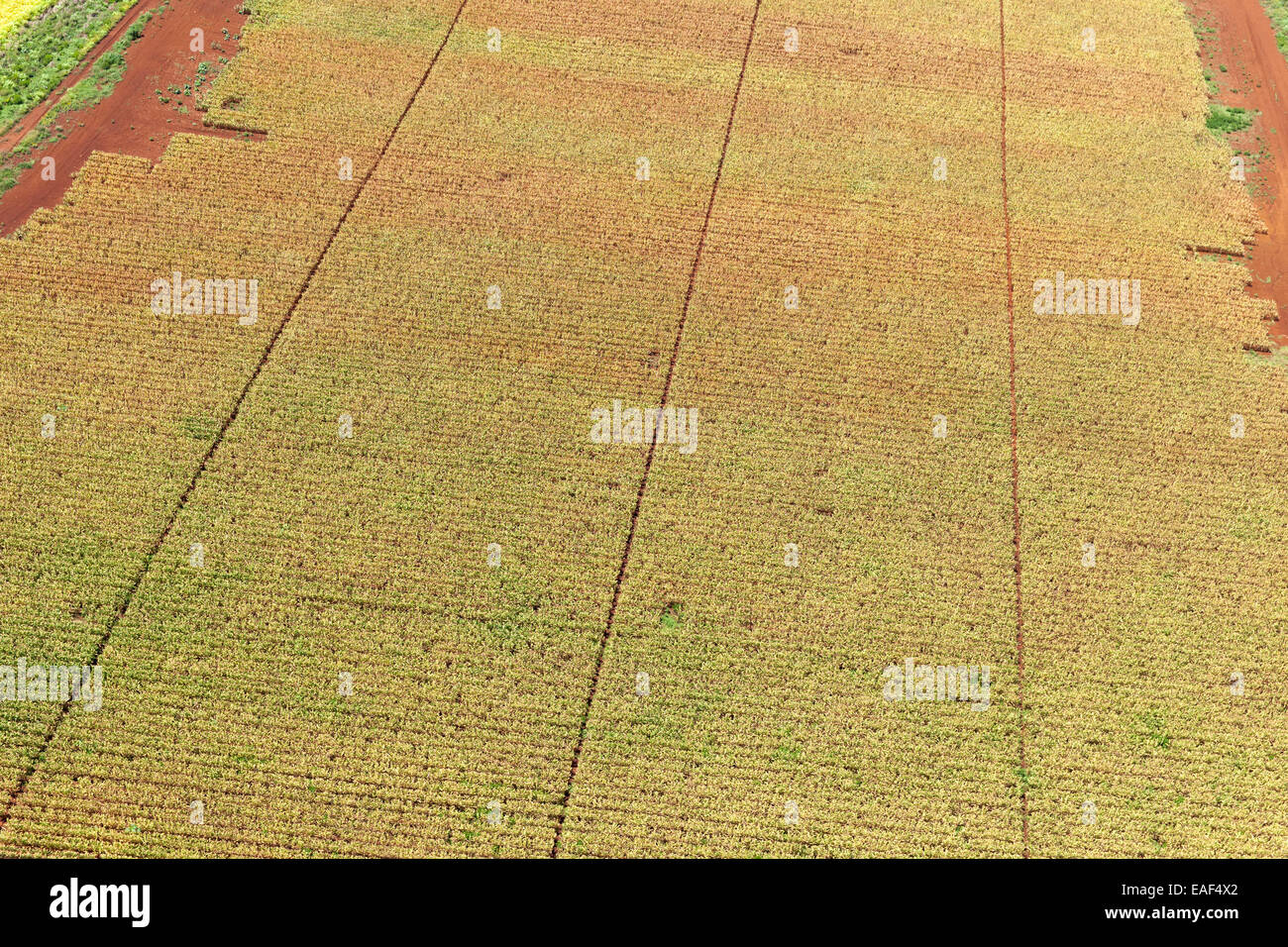 Des images aériennes de macadamia farm Kauai Hawaii USA Banque D'Images