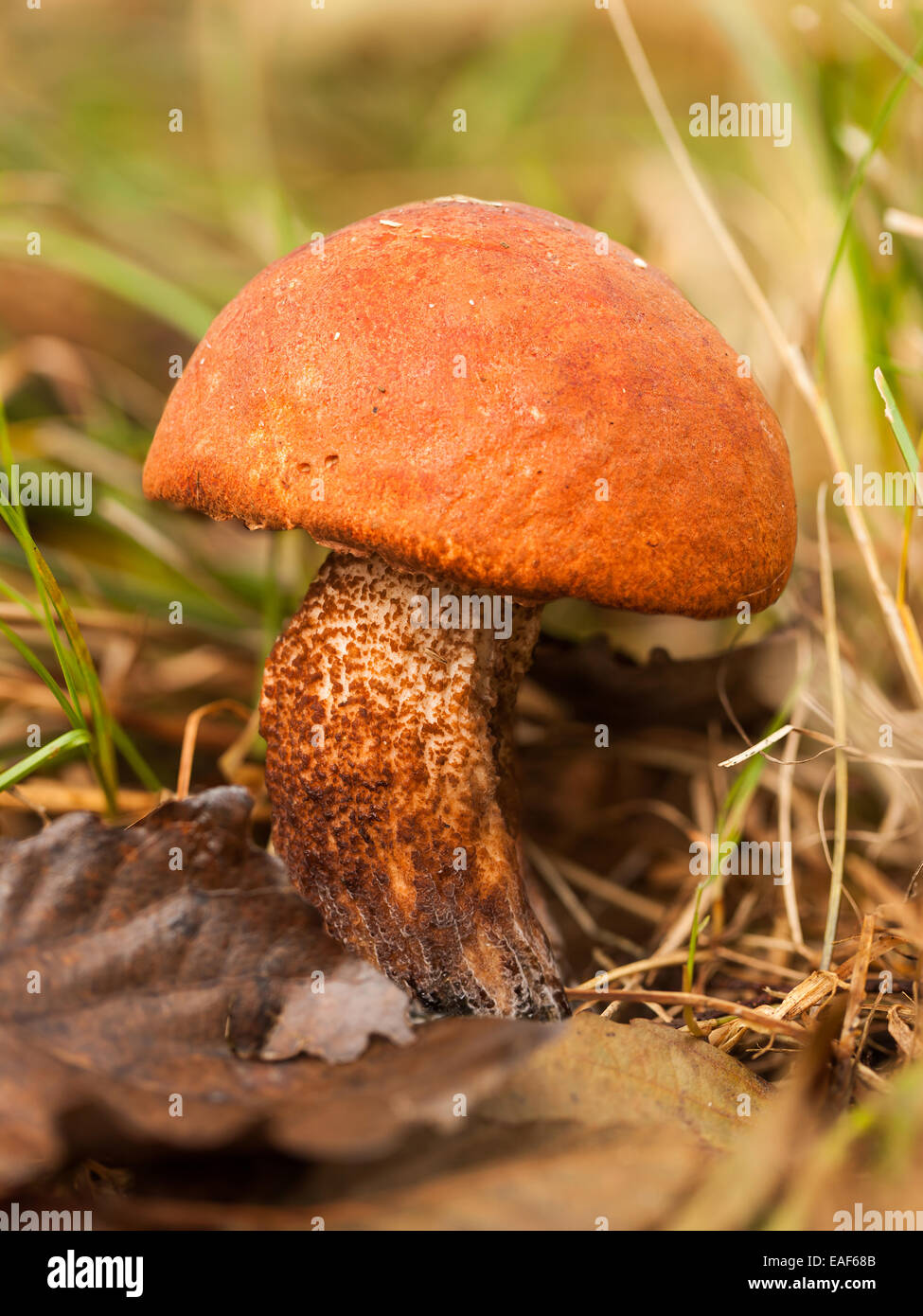 Le Leccinum aurantiacum champignons comestibles - mushroom Banque D'Images