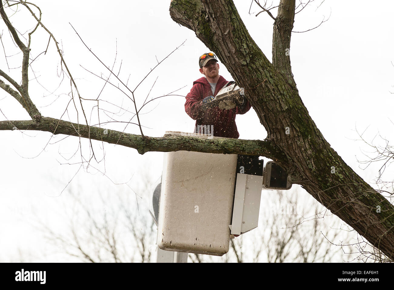 Man cutting tree branch Banque D'Images