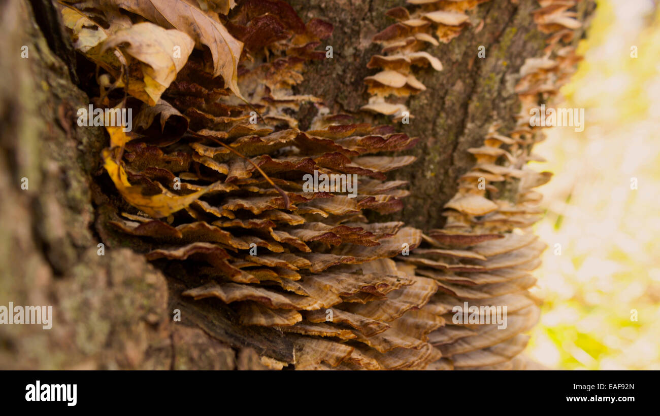 De plus en plus de champignons sur un tronc d'arbre. Banque D'Images