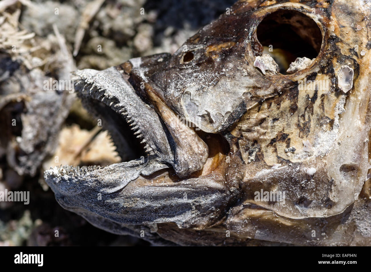 Ancienne tête de poisson Tilapia mortes séchées Banque D'Images