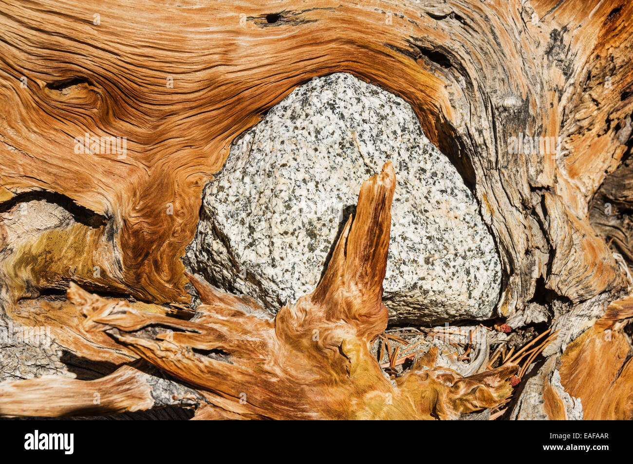 Roche de granit entouré par les racines des arbres exposés lorsque l'arbre est tombé Banque D'Images