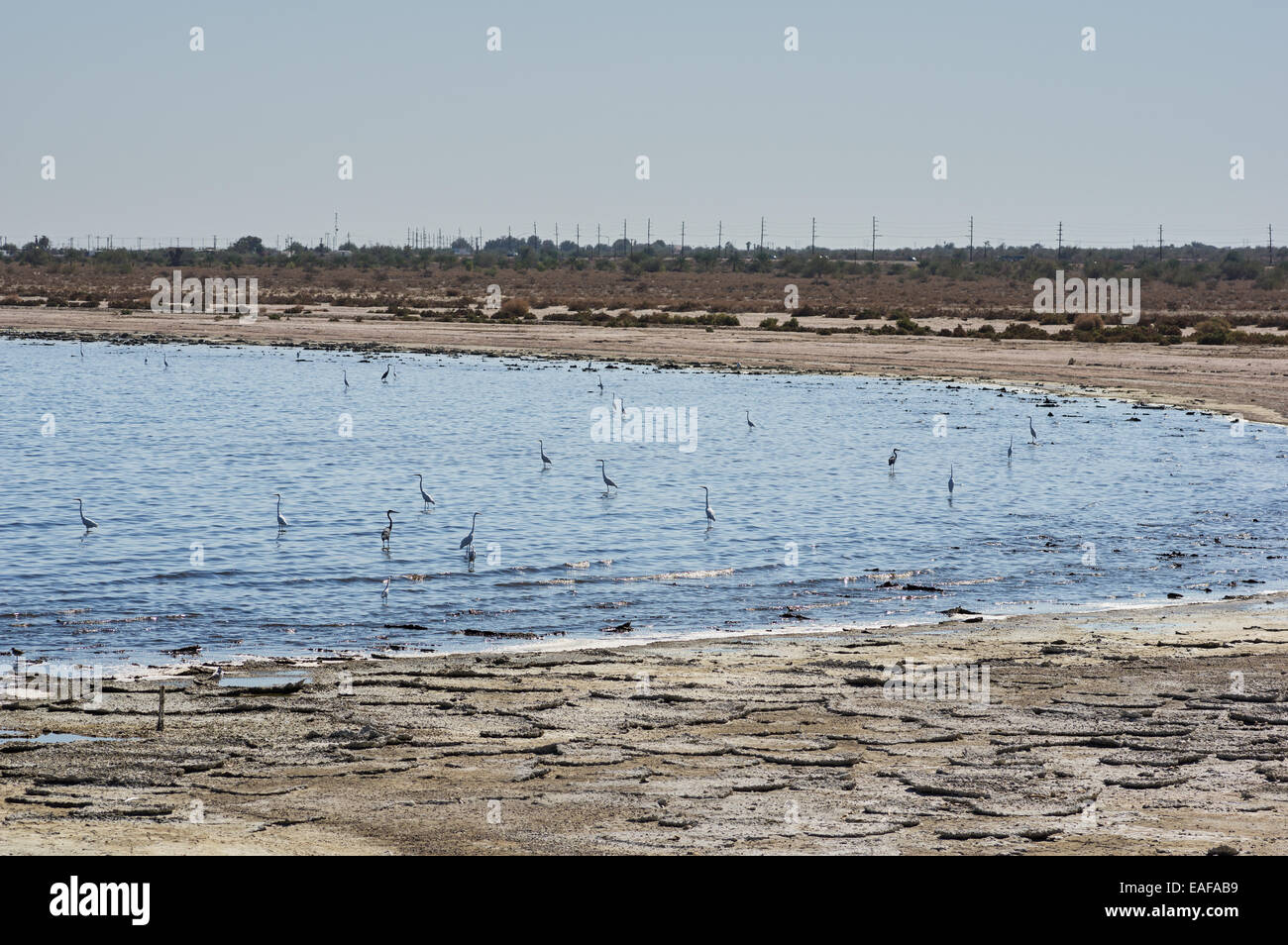 Les aigrettes et les hérons dans le lac Salton Sea en Californie Banque D'Images