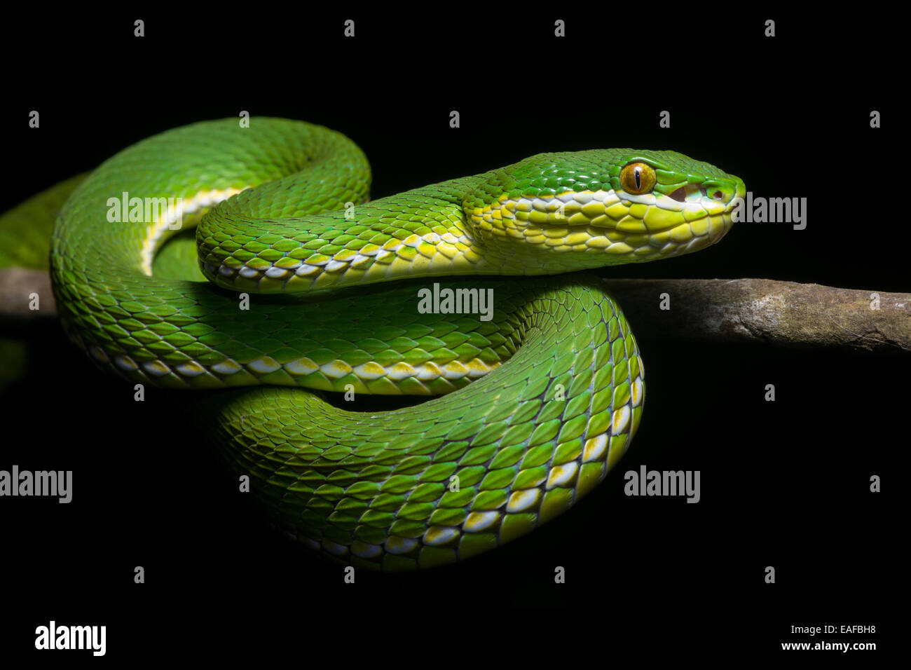 Un livre vert (Trimeresurus albolabris Pit Viper) de Hong Kong, ces serpents venimeux sont trouvés dans la majeure partie de l'Asie du Sud Est. Banque D'Images