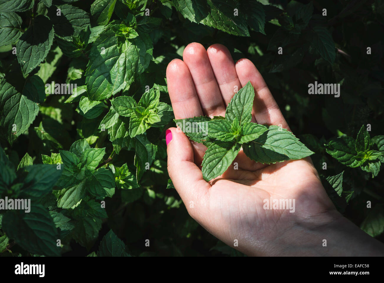 Mains tiennent les feuilles de menthe dans le jardin. Banque D'Images