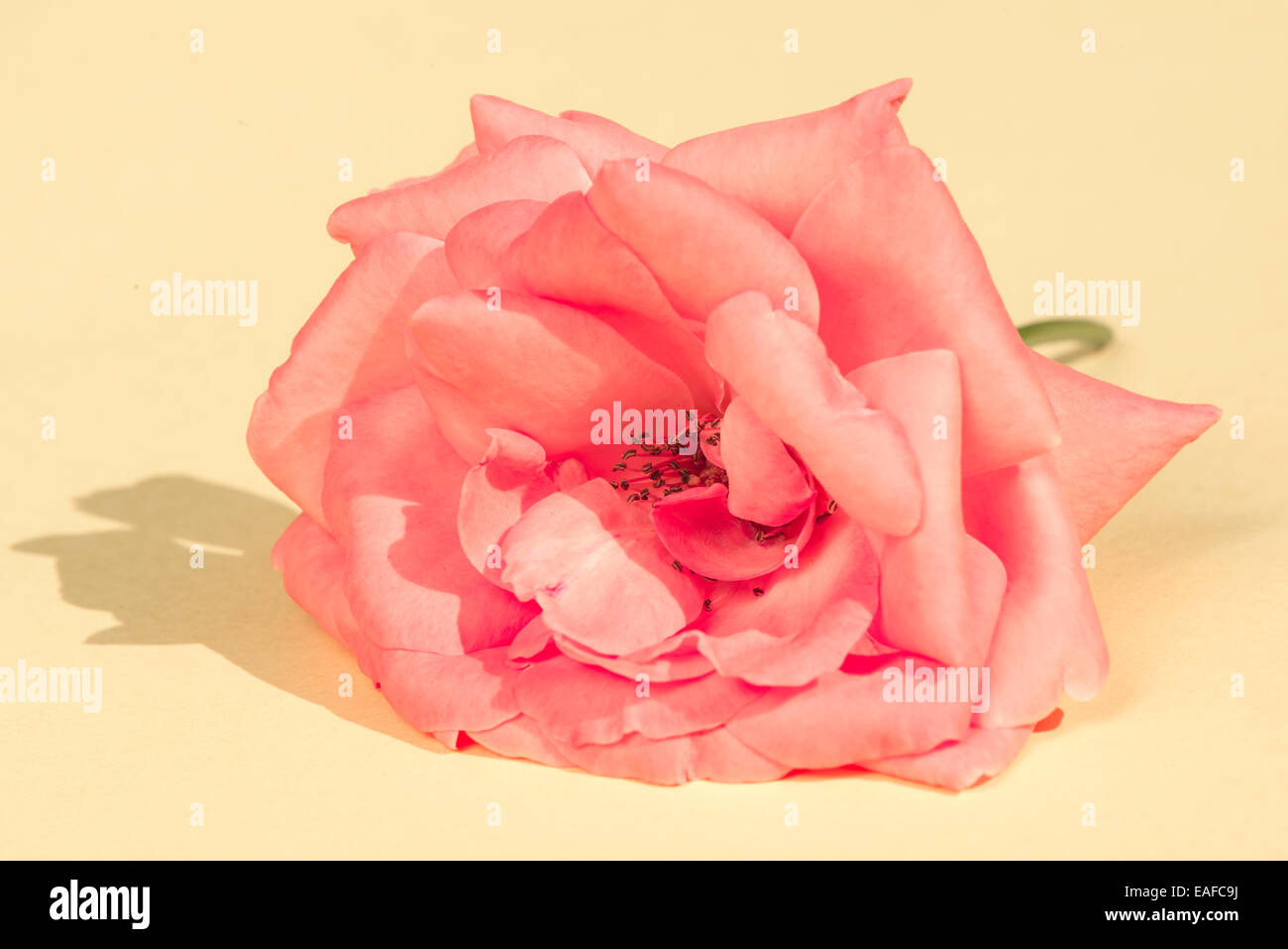 Fleur Rose sur la lumière du soleil. Fond jaune Banque D'Images