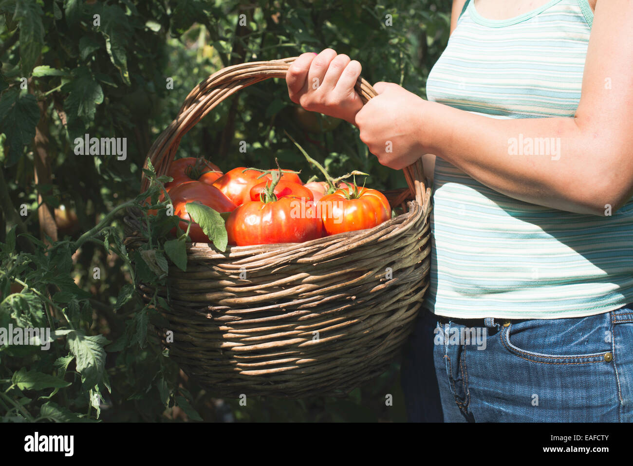 La cueillette des tomates dans le panier. Jardin privé Banque D'Images